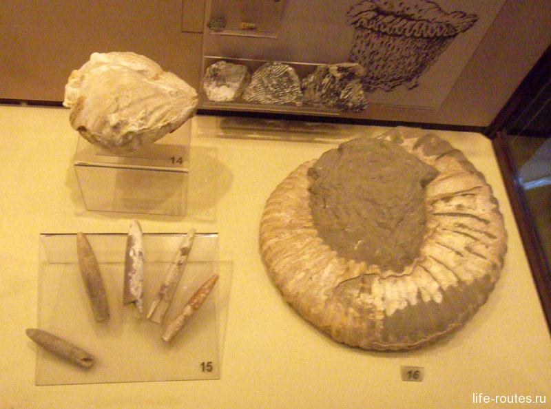 Останки морских животных в зале "Следы земной памяти" Азовского музея