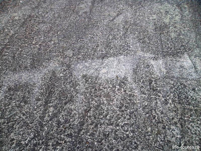 Стадо оленей - самый крупный петроглиф в Залавруге
